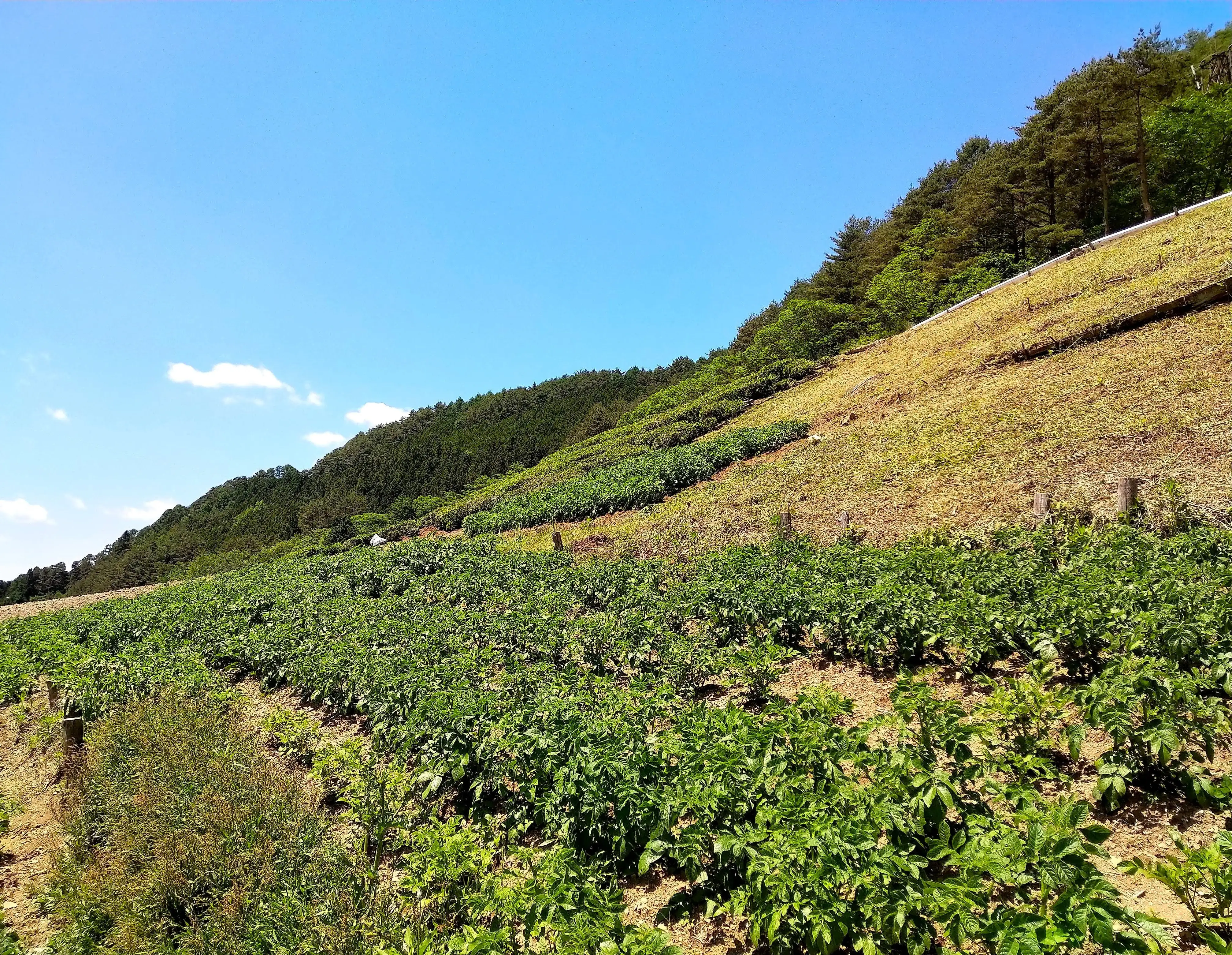 遠山郷の急斜面に広がる畑と山並み